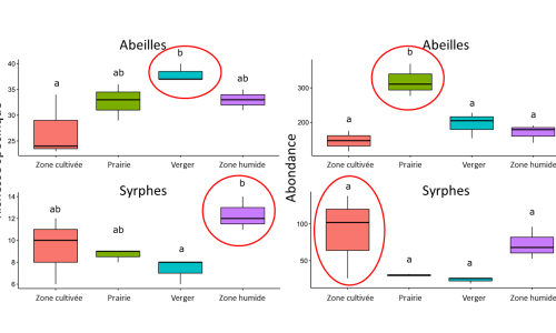 Abondance et richesse spécifique en abeilles et syrphes
