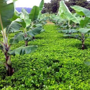 Couvert d'arachis pintoi dans la bananeraie expérimentale du CIRAD à la Guadeloupe