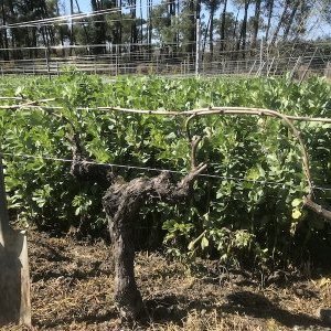 Les couverts commencent à faire écho en viticulture