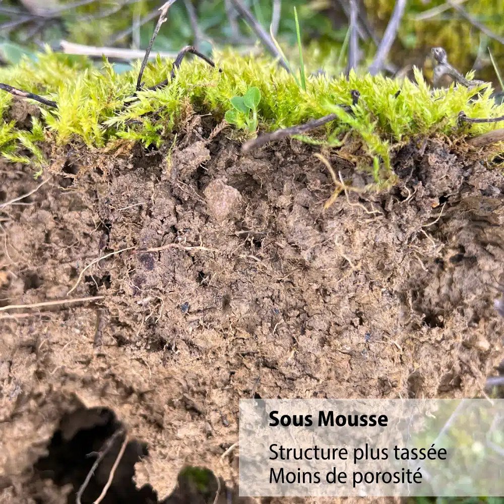 Structure du sol sous la mousse