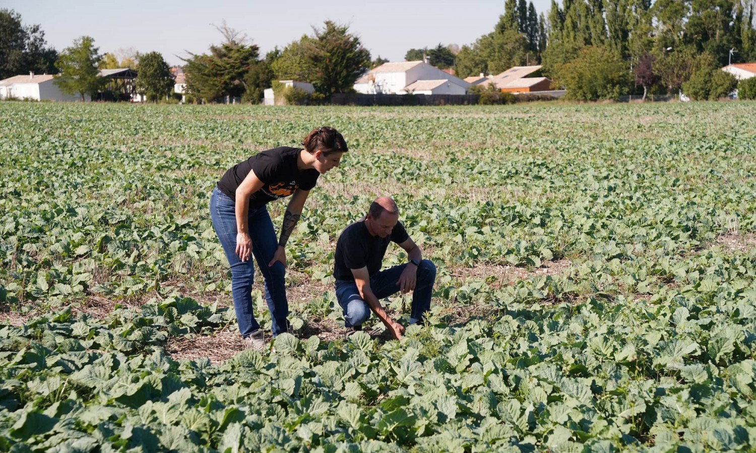 Jérôme et Audrey constatent les résultat des premiers semis de couverts végétaux