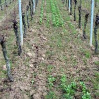 Dégâts de campagnols dans une vigne en Alsace