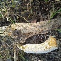 Petits sacs d'engrais naturels