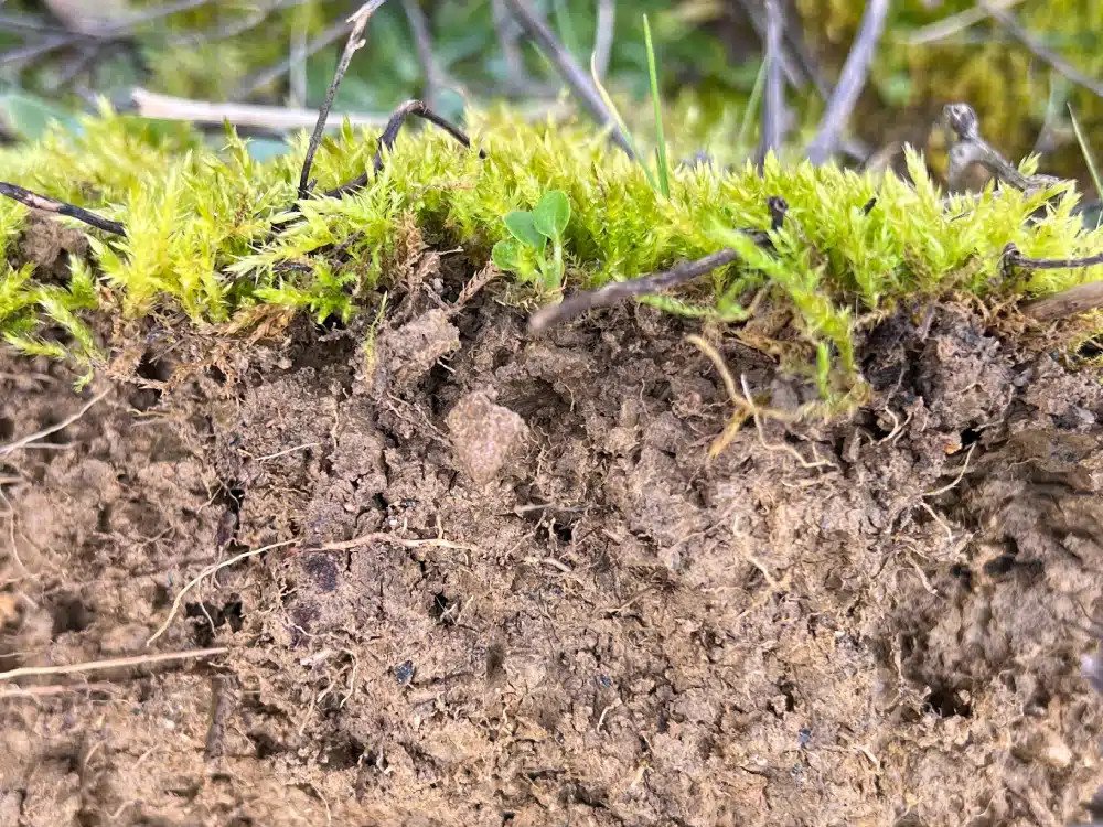 Structure du sol sous la mousse
