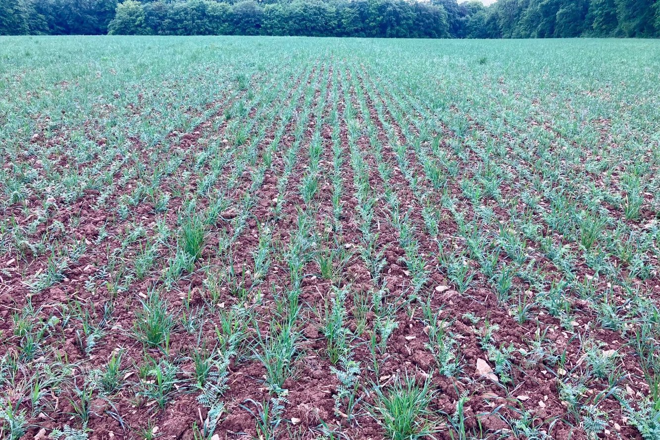 Association pois chiche, triticale, trèfle et lotier dans l'Aube, en production biologique