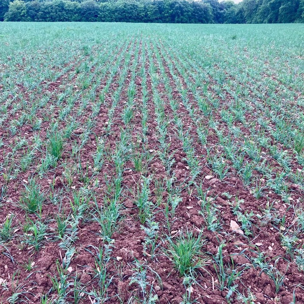 Association pois chiche, triticale, trèfle et lotier dans l'Aube, en production biologique