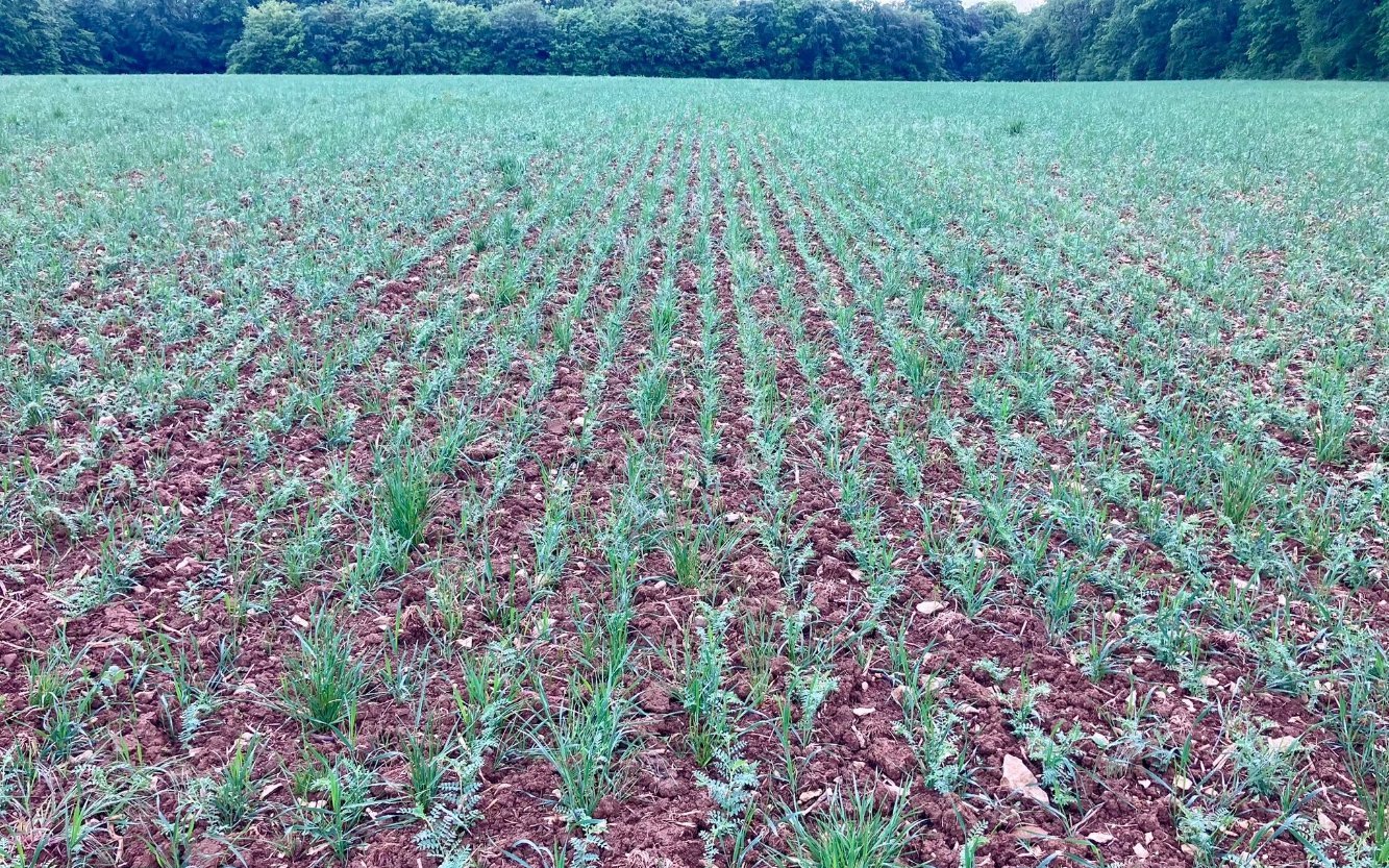 Association pois chiche, triticale, trèfle et lotier dans l'Aube, en production biologique