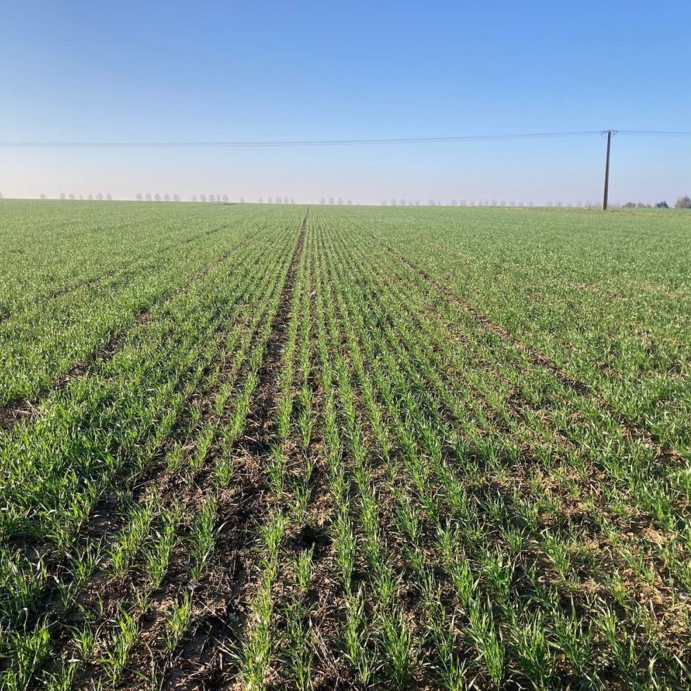 Parcelle de blé semée avec le semoir Gigante Pressure en version 4 mètres