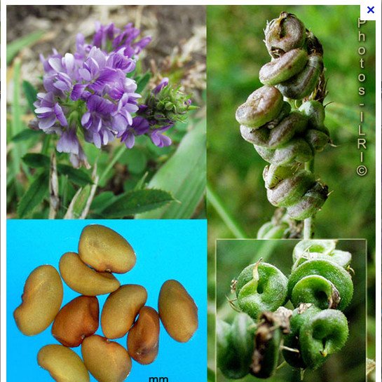 Plant de Medicago