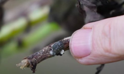 Sclérotinia sur féverole