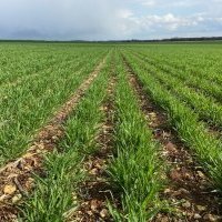 Semis de blé dans la Vienne au semoir Claydon
