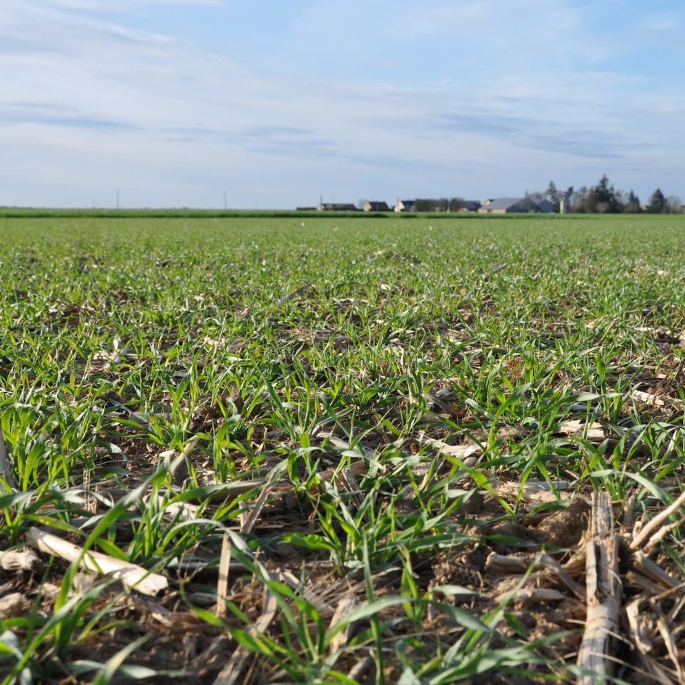 Levée du blé après le Compil
