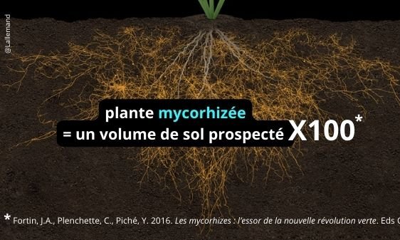 Plante mycorhizée = volume de sol prospecté x100