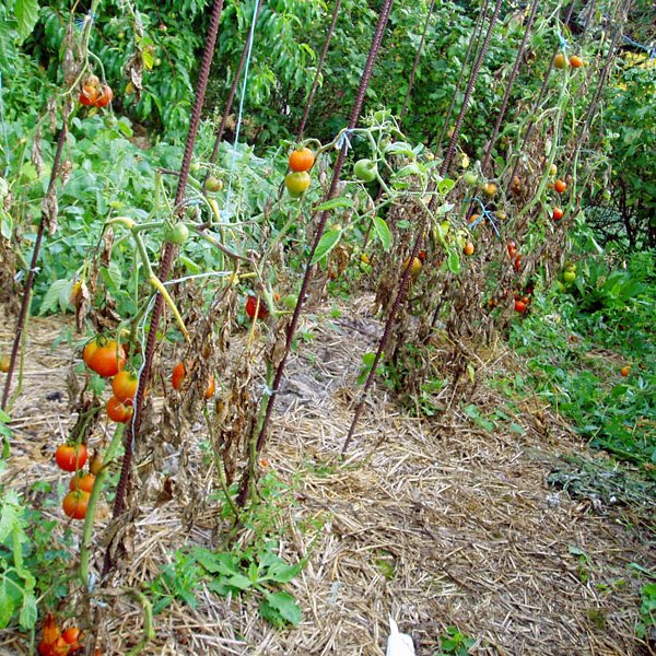 sites/agriculture-de-conservation.com/IMG/jpg/tomate.jpg