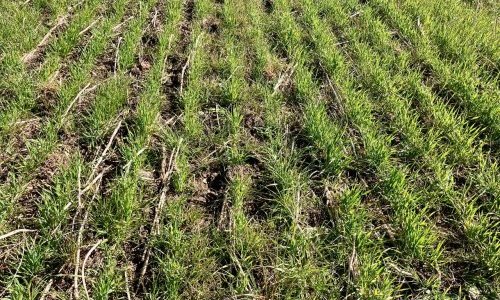 La parcelle d'un peu plus près...