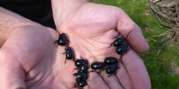 sites/agriculture-de-conservation.com/IMG/jpg/pageprincipale_anoplotrupes_stercorosus_vignette_780_544_20240306120346_20240329110812.jpg