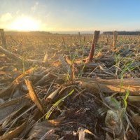 Premières levées d'automne