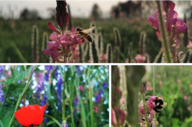 Pollinisation