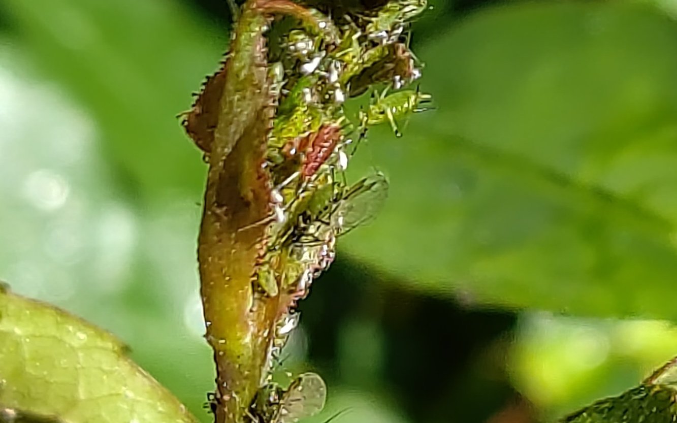 sites/agriculture-de-conservation.com/IMG/jpg/pucerons_20250511_155830_-_rogne.jpg