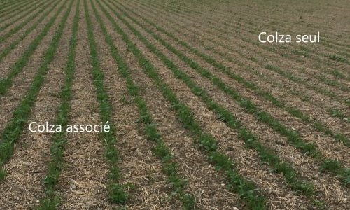 Comparaison colza associé ou non par rapport aux attaques d'altises