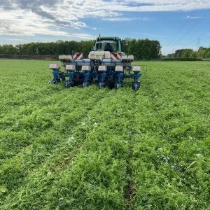 Semis de maïs en SDSC