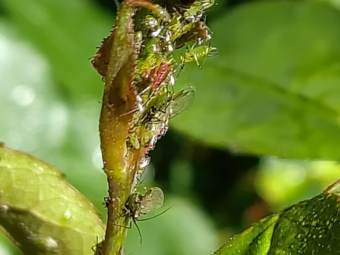 sites/agriculture-de-conservation.com/IMG/jpg/pucerons_20250511_155830_-_rogne.jpg