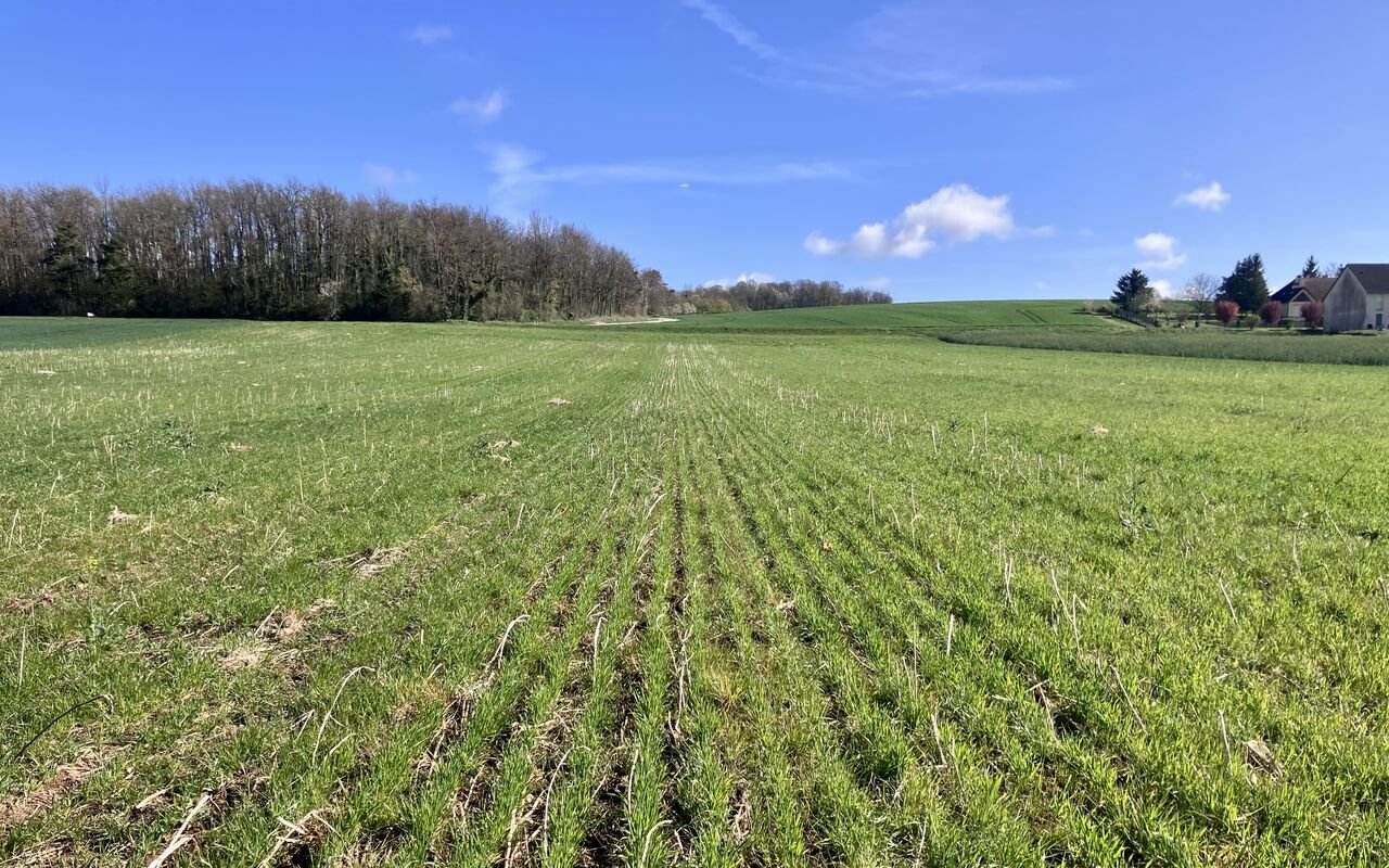 Blé bio en SD chez Fabien Driat (Aube)