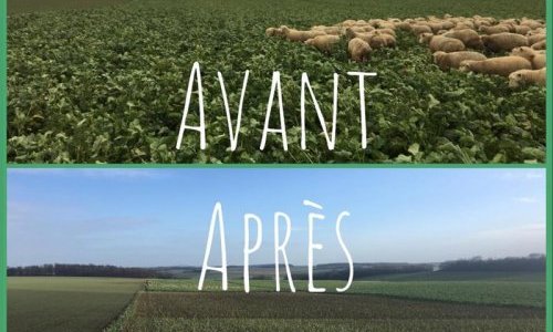 Pâturage tournant dynamique