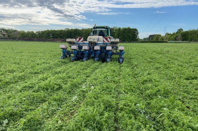 Semis de maïs en SDSC