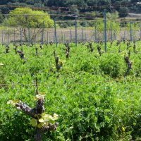 La vigne s'habille en vesse