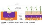 Cas des racines étouffées