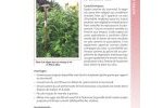 Couverts vegetaux 35