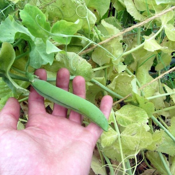 J3C Agri - Boust+