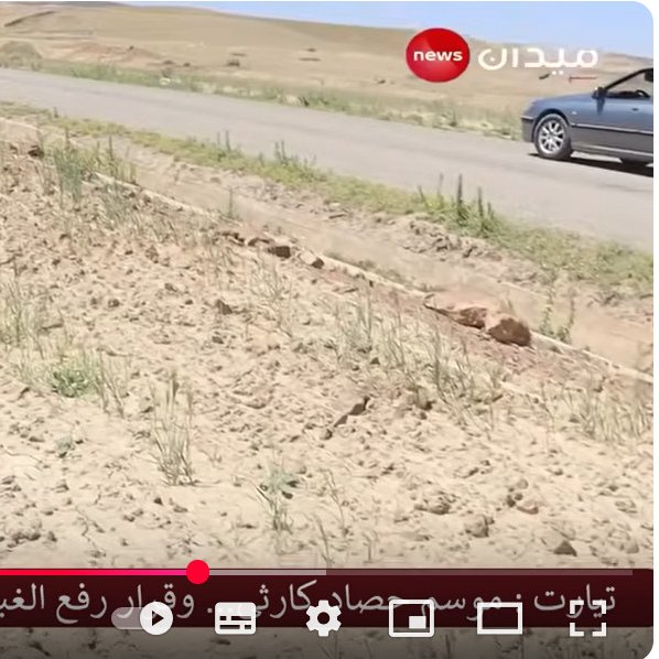 Parcelle de blé - sud algérien - mai 2025