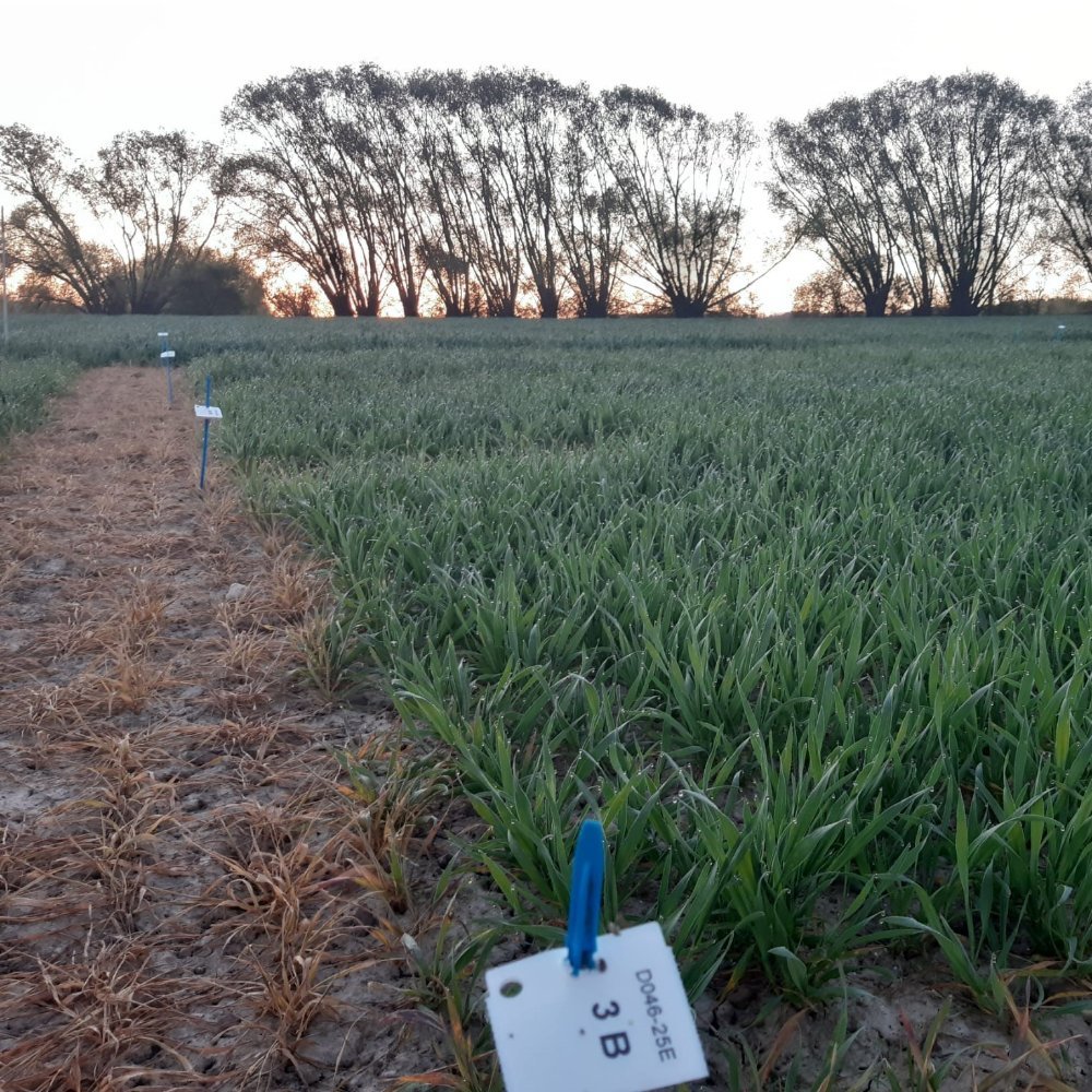 Essai de blé avec analyse de sève chez Rosier