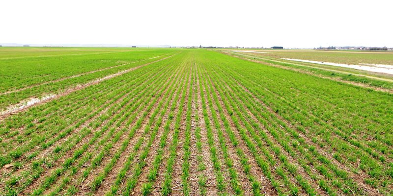 Blé sauvé des eaux quand celui du voisinage se noie… (GAEC Babarit)