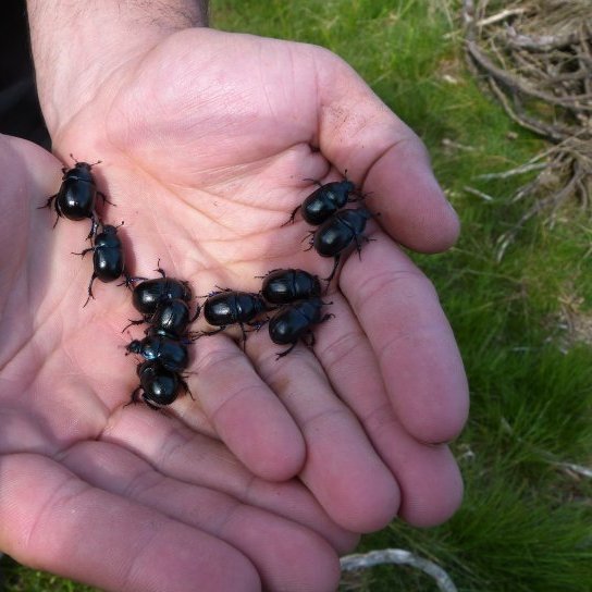 sites/agriculture-de-conservation.com/IMG/jpg/pageprincipale_anoplotrupes_stercorosus_vignette_780_544_20240306120346_20240329110812.jpg