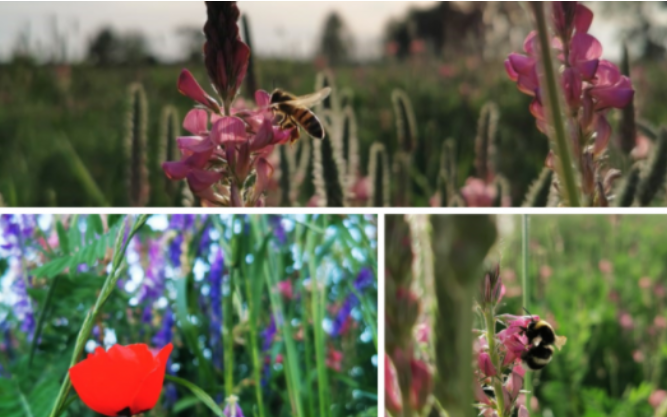 Pollinisation