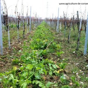 Mélange biomax dans une vigne en Alsace
