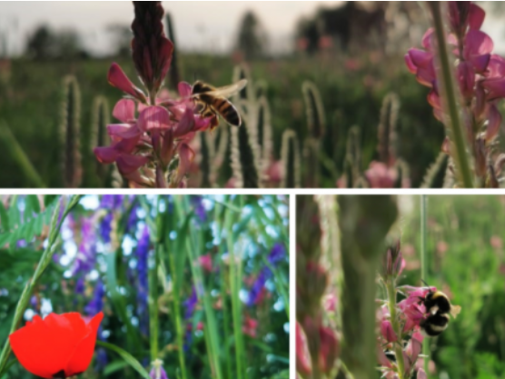 Pollinisation