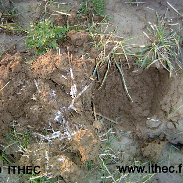 sites/agriculture-de-conservation.com/IMG/jpg/ithec-champignons.jpg