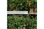 Vignes en biodynamie, côtes du Rhône