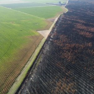 Quand le maïs fait barrière aux flammes