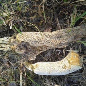 Petits sacs d'engrais naturels