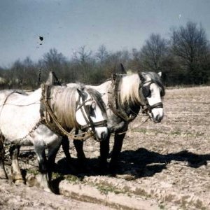 Dernier labour à cheval sur la ferme de Frédéric Thomas (automne 1961)