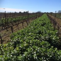 Couverts dans les vignes