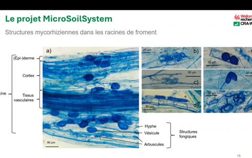 sites/agriculture-de-conservation.com/IMG/png/brieuc_hardy_microsoil_system.png