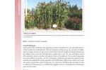 Couverts vegetaux 31