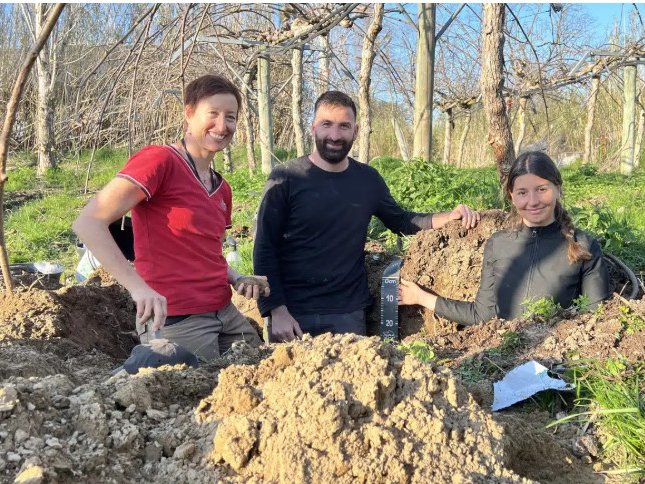 En production de kiwis dans les Pyrénées Orientales