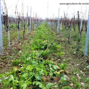 Mélange biomax dans une vigne en Alsace
